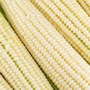 Maíz Pergamino Blanco Nacional